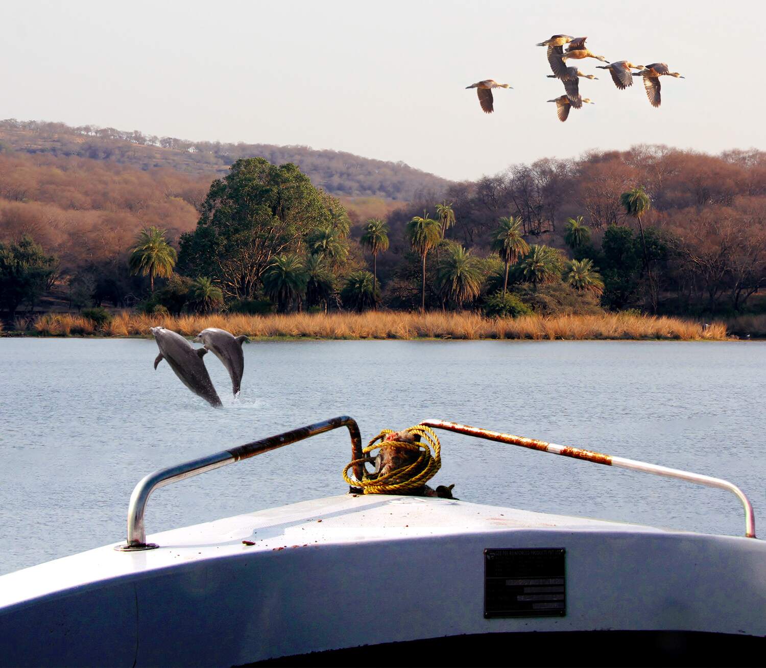Get Chambal River Safari To Explore Boat Ride
